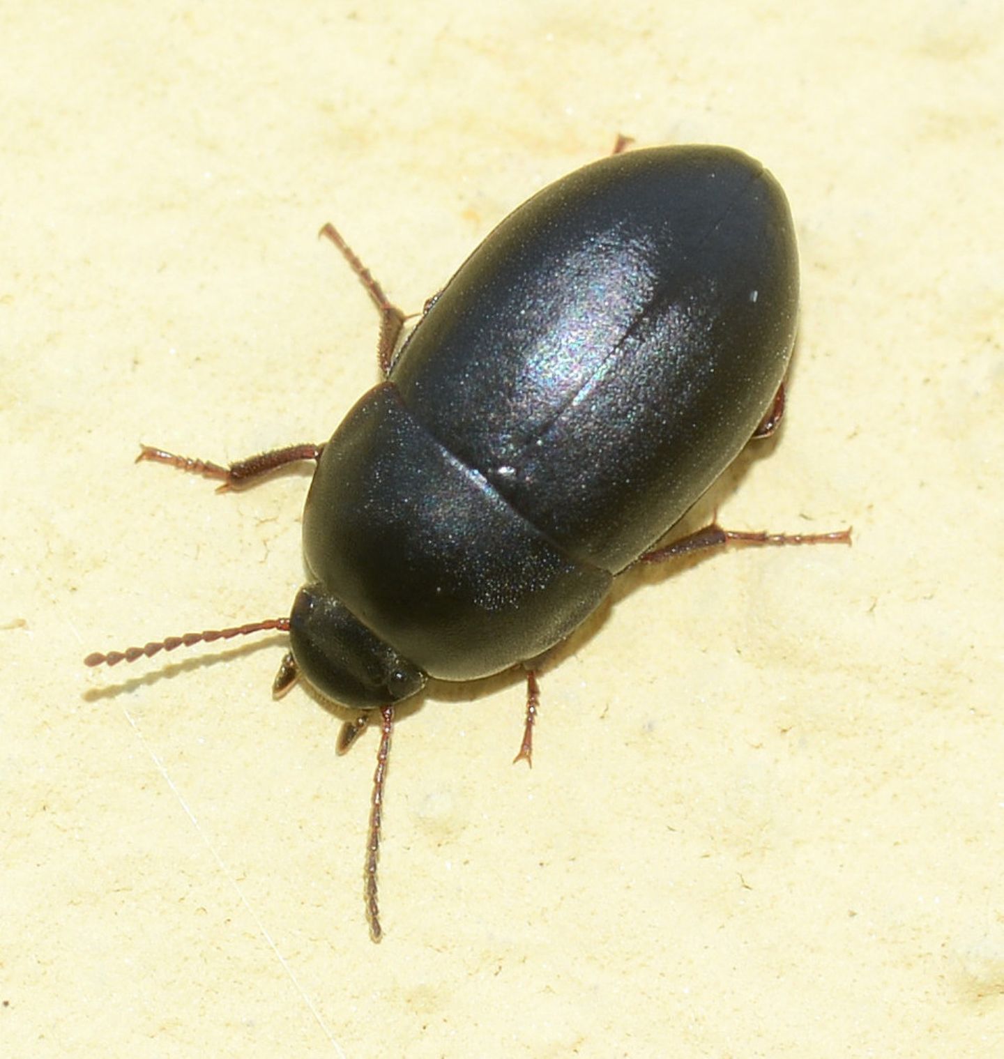 Tenebrionidae: Crypticus quisquilius