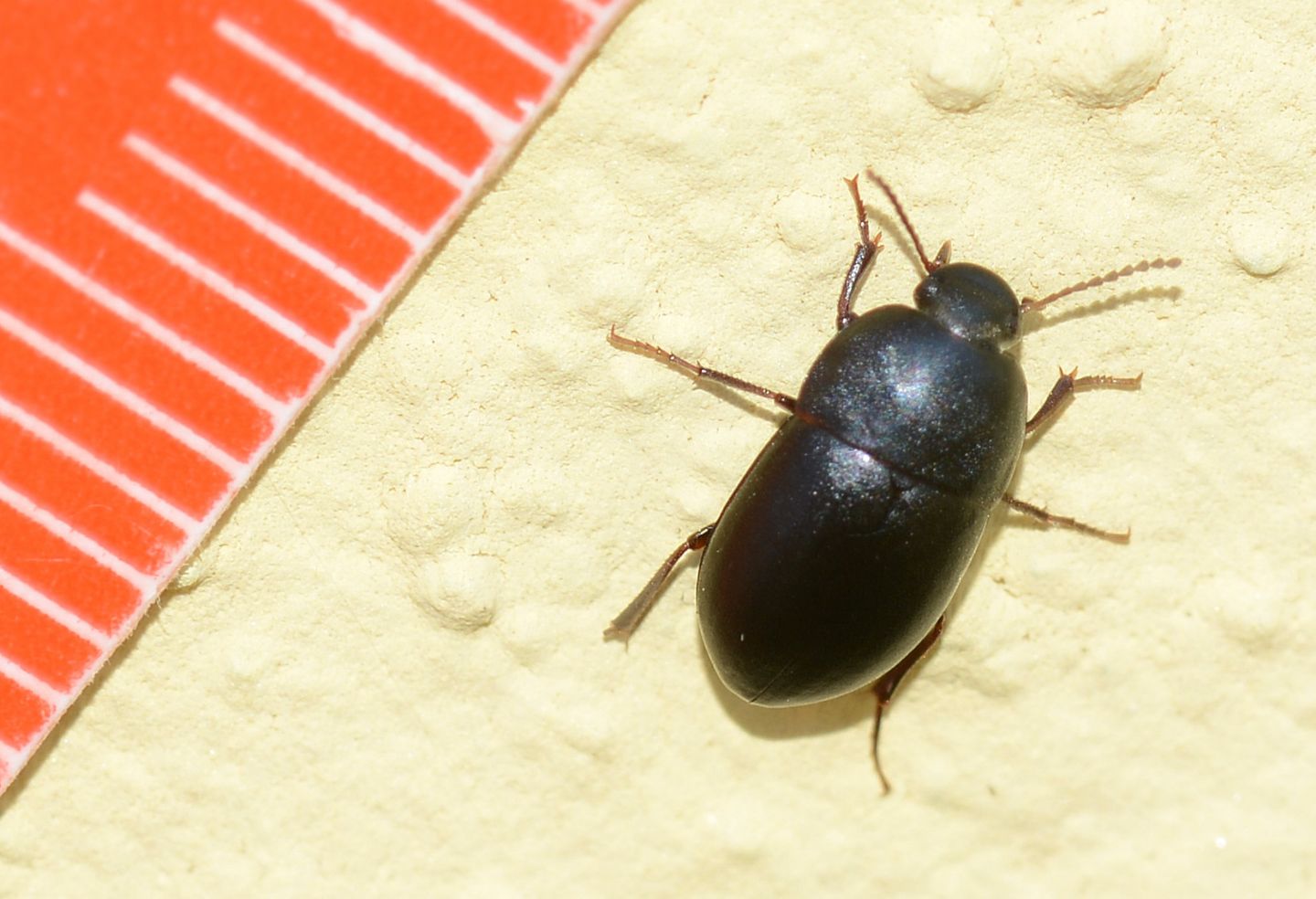 Tenebrionidae: Crypticus quisquilius