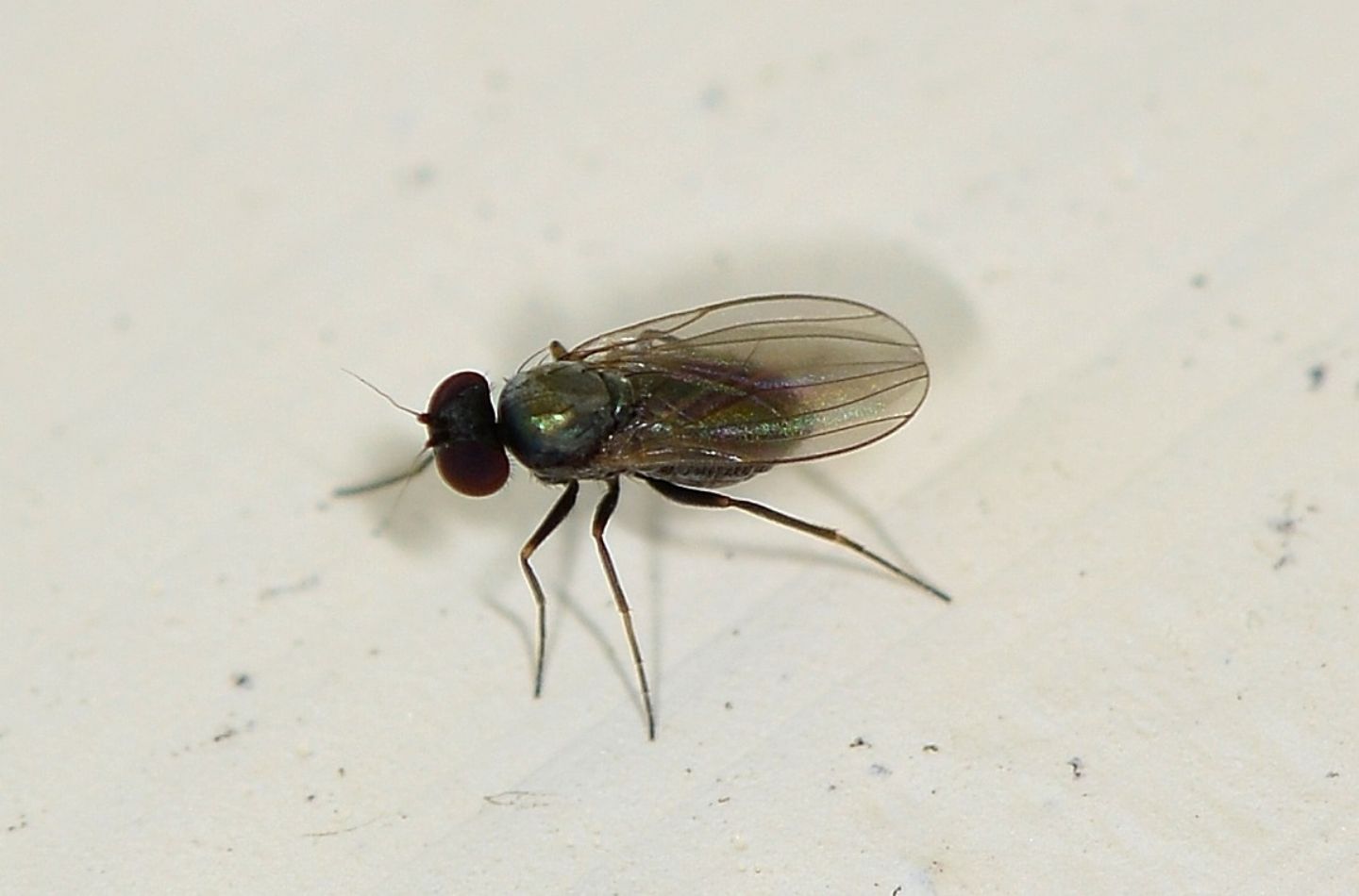 Dolichopodidae: Medetera sp.