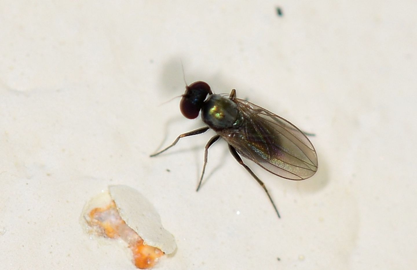 Dolichopodidae: Medetera sp.