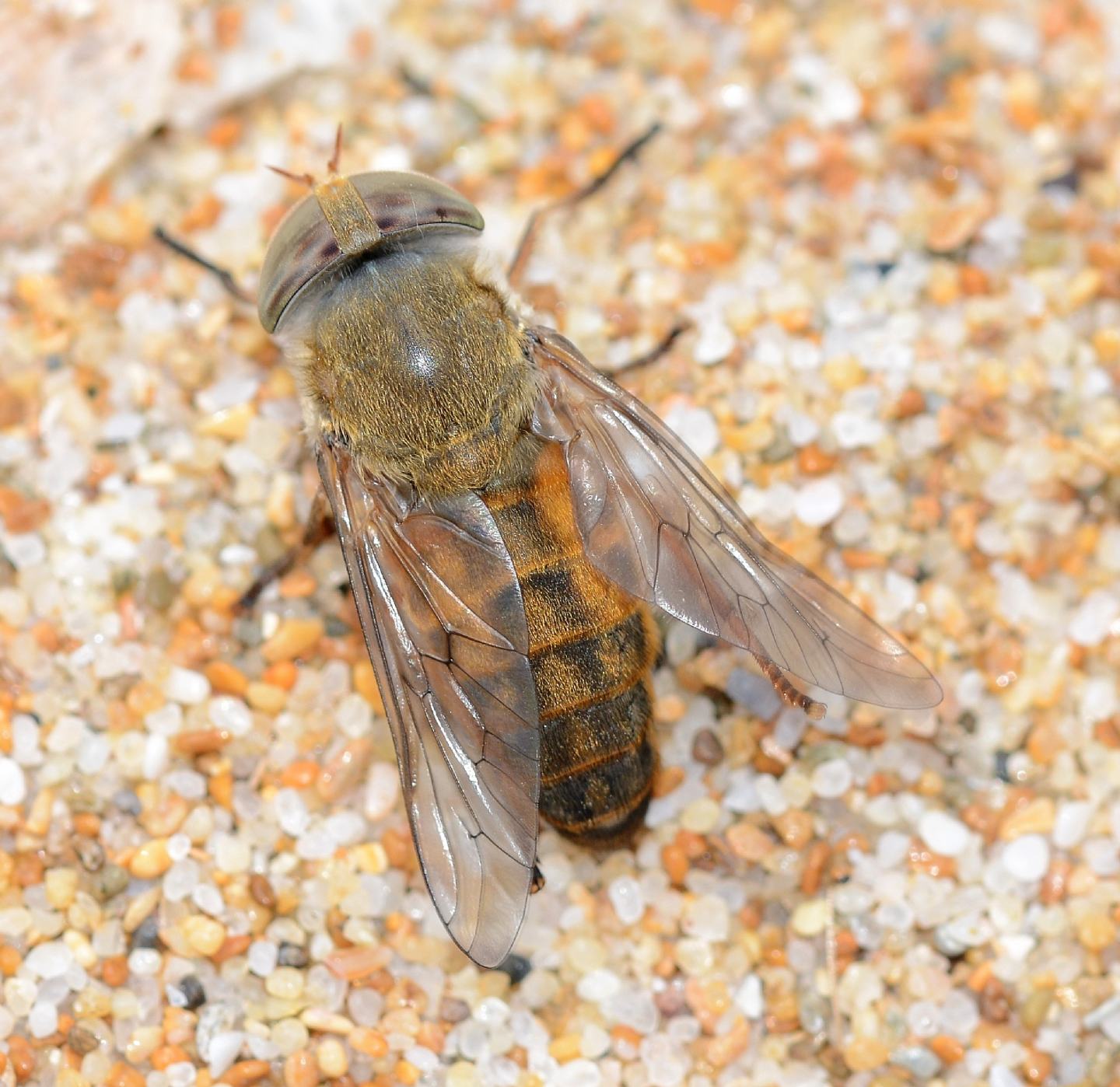 Tabanidae sardo da id: femmina di Atylotus sp.