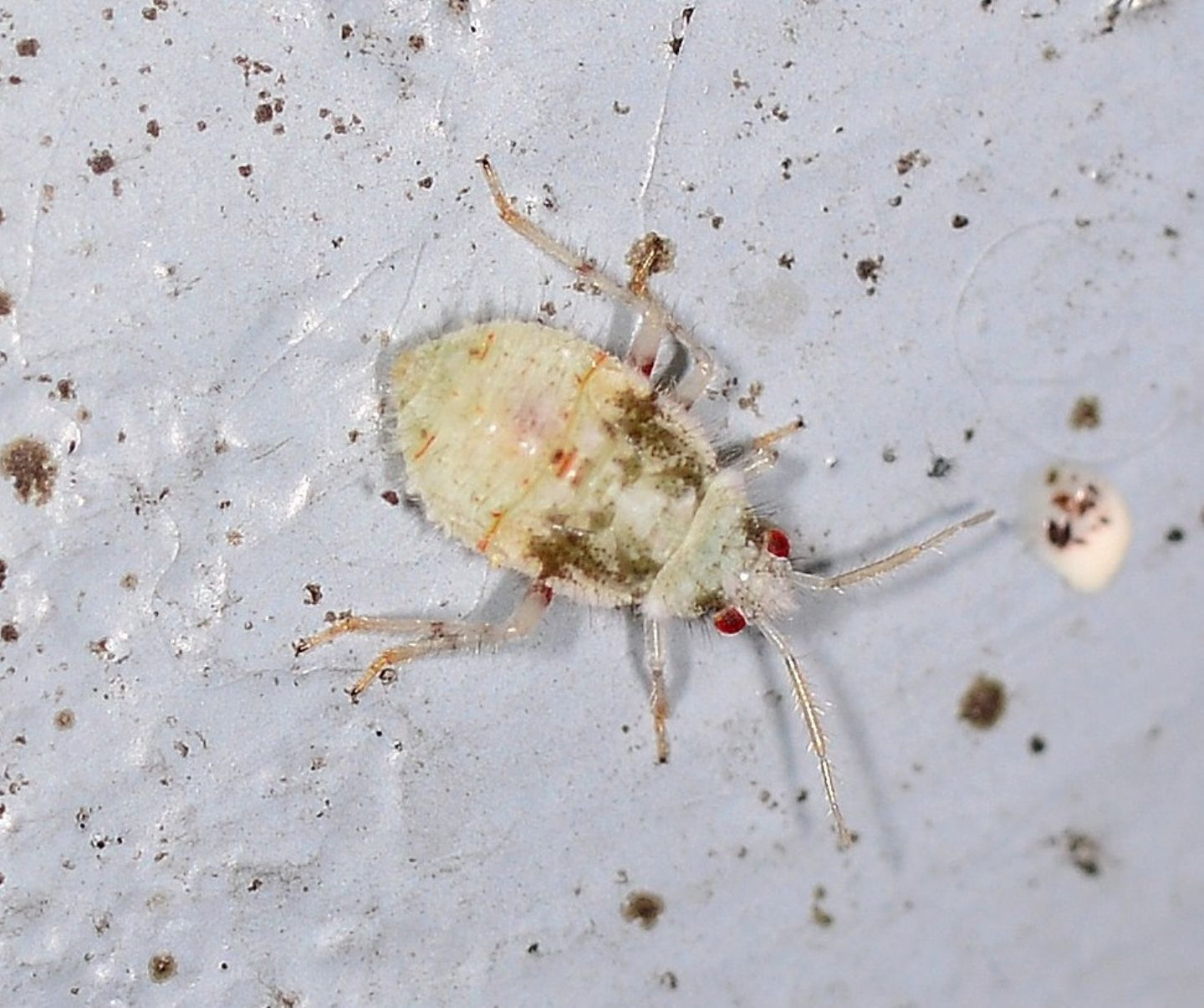 ninfa di Miridae: Deraecoris sp.