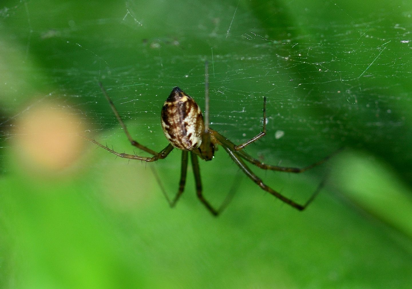 Linyphia sp. - Val di Rabbi (TN)