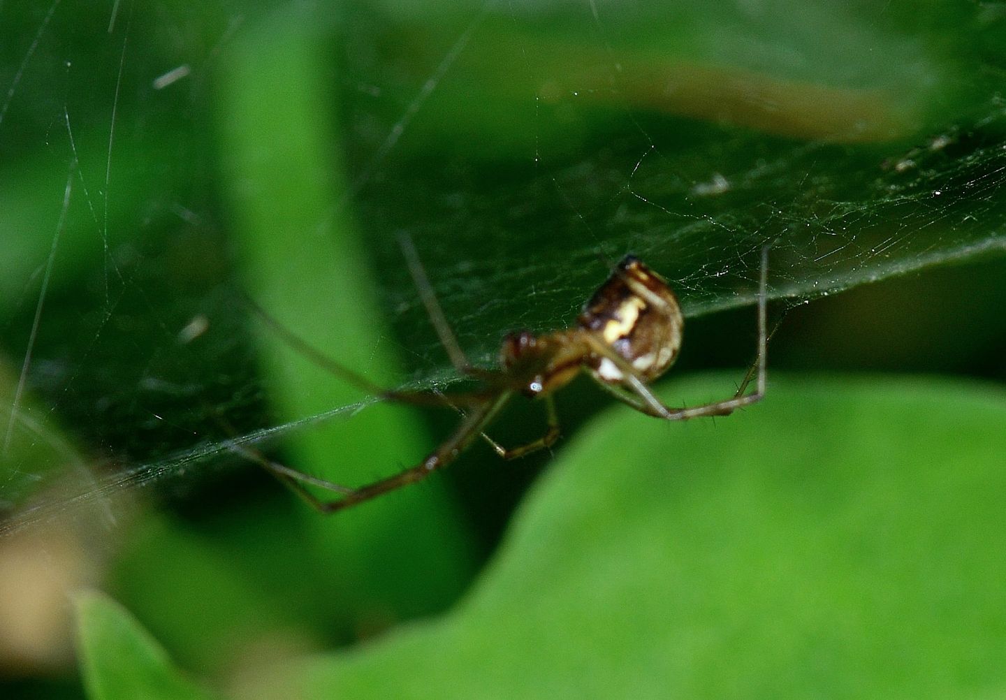 Linyphia sp. - Val di Rabbi (TN)