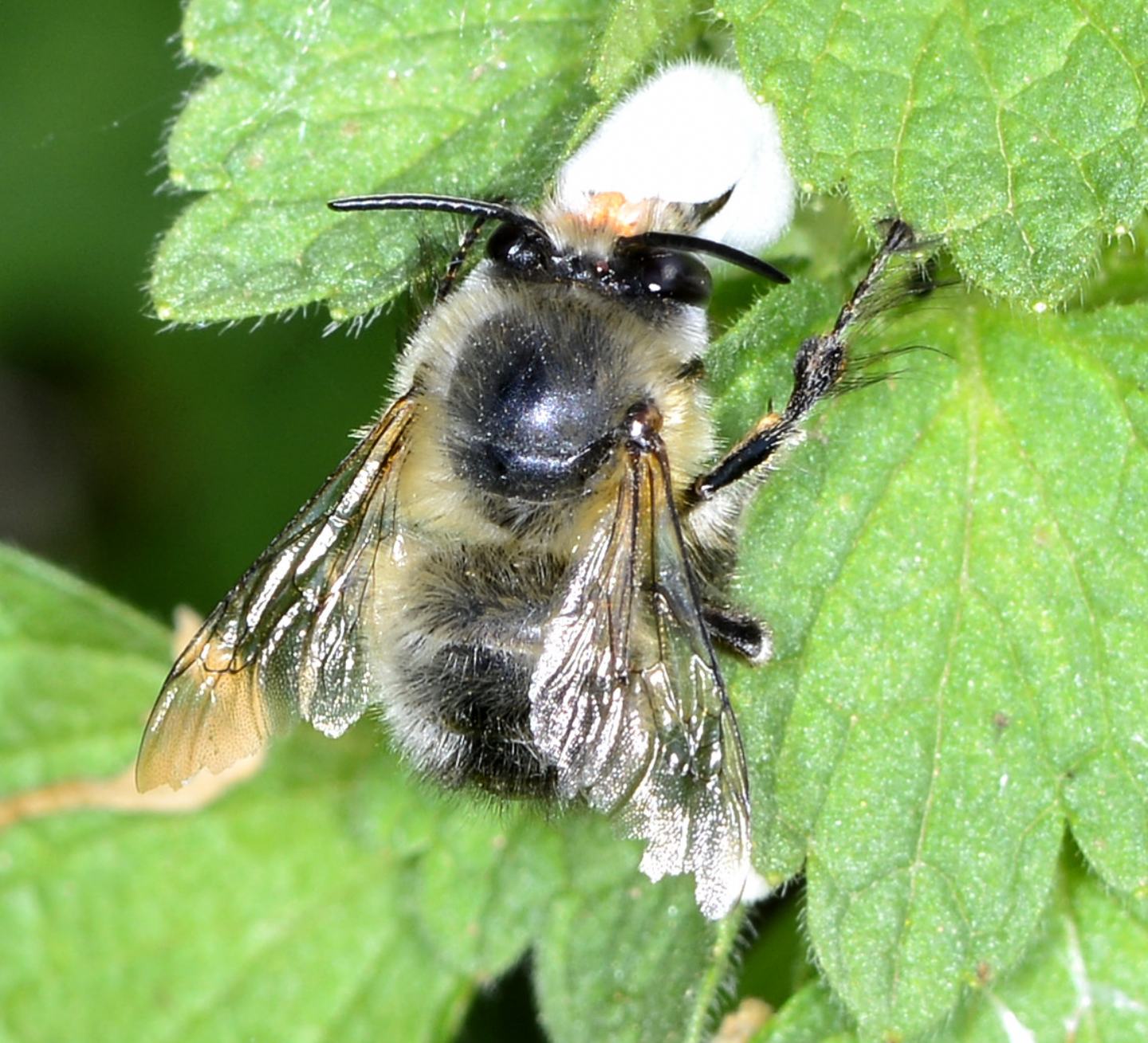 Apidae Anthophorinae ?  S, Anthophora plumipes, maschio