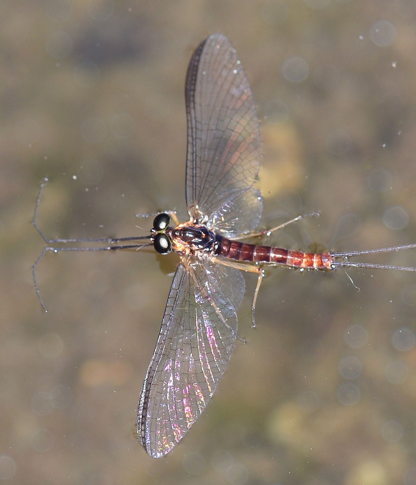 sull''acqua:   Ecdyonurus sp., maschio (Heptageniidae)