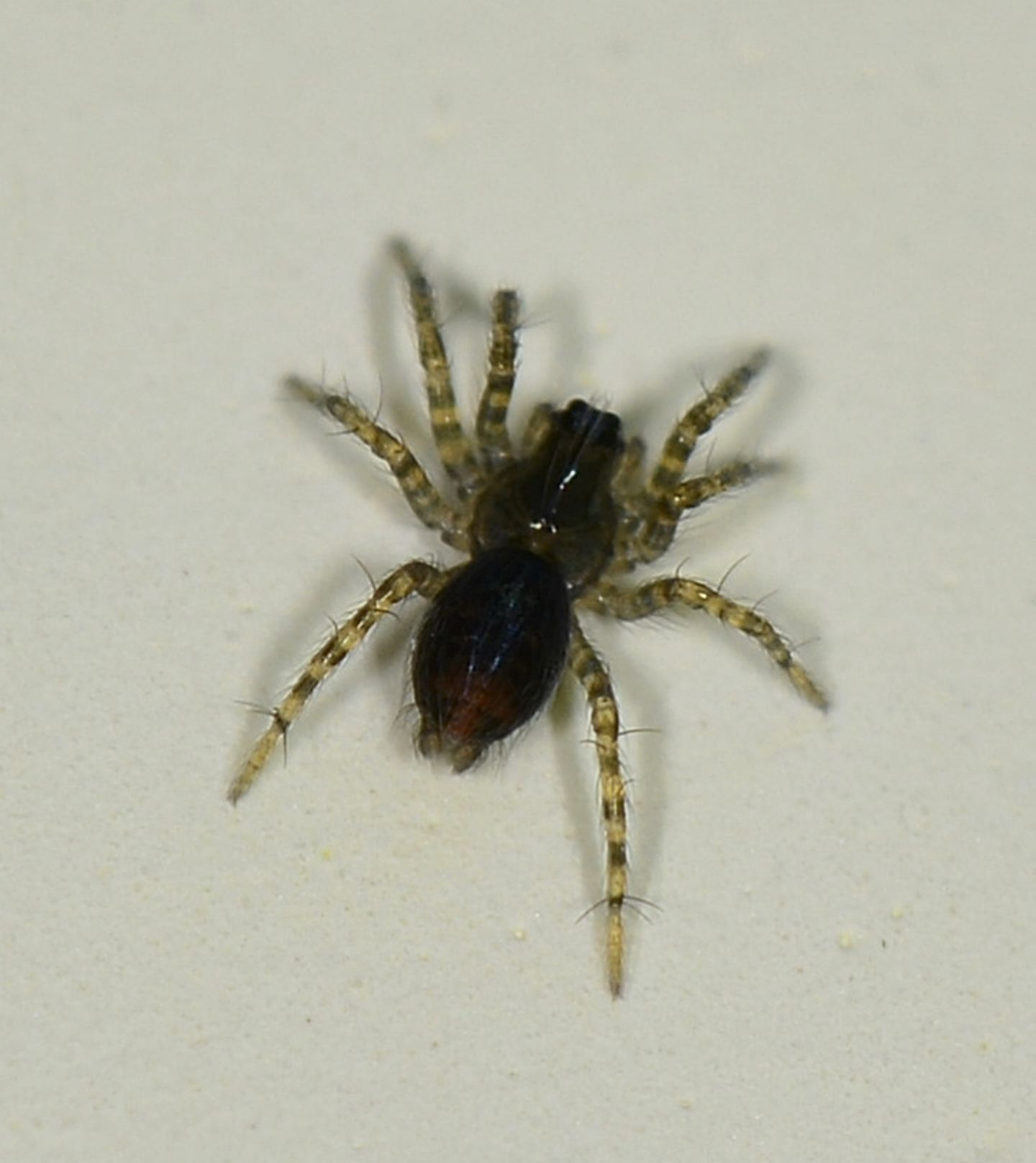 Giovanissimo Textrix sp. - Bannio Anzino (VB)