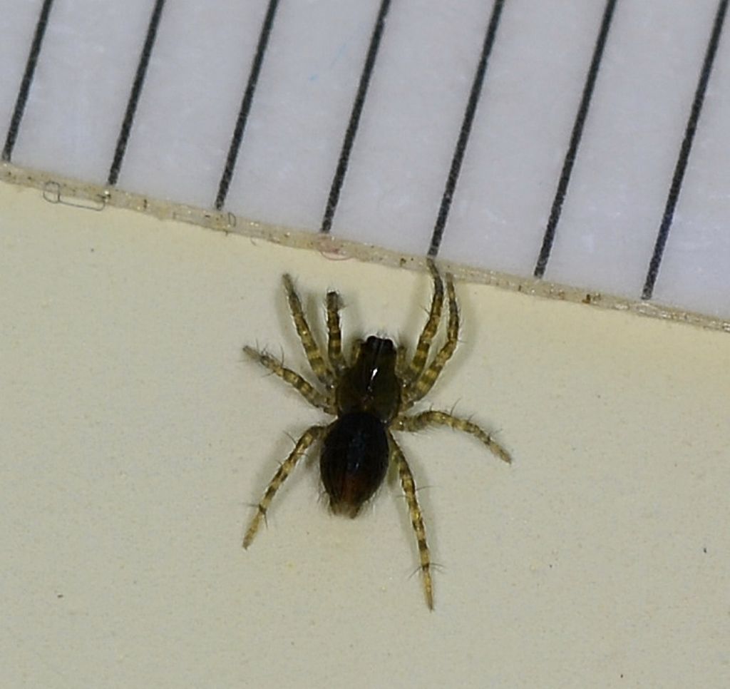 Giovanissimo Textrix sp. - Bannio Anzino (VB)