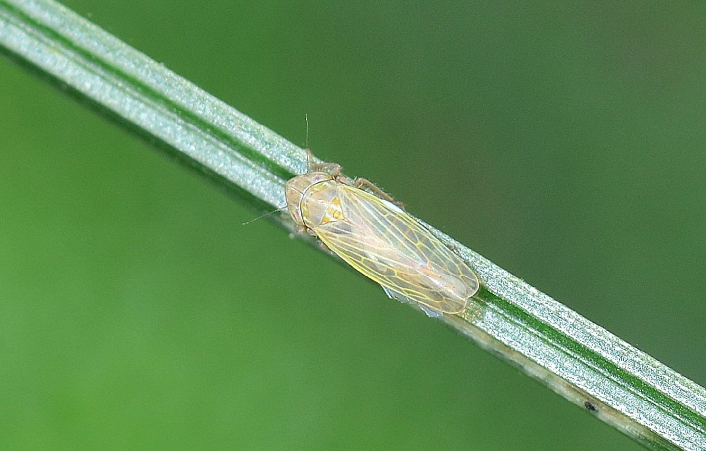 Cicadellidae da id