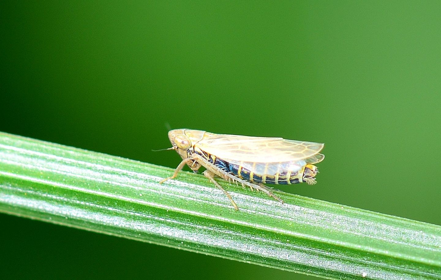 Cicadellidae da id