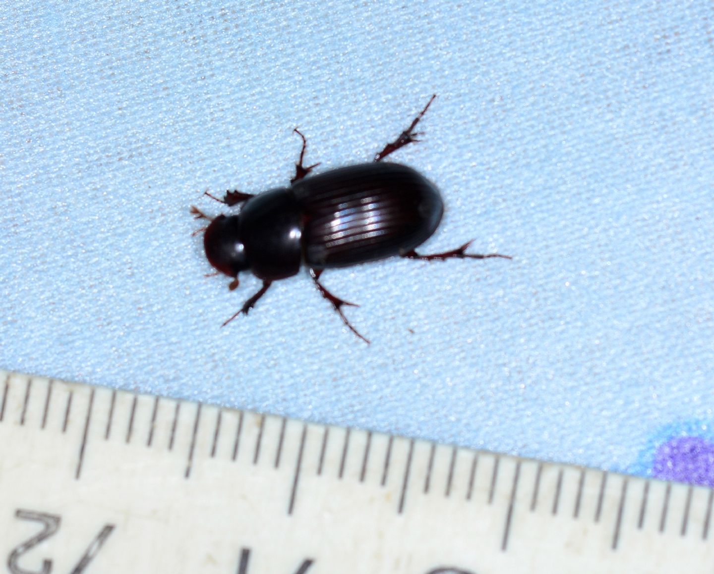 Acrossus rufipes, Aphodiidae