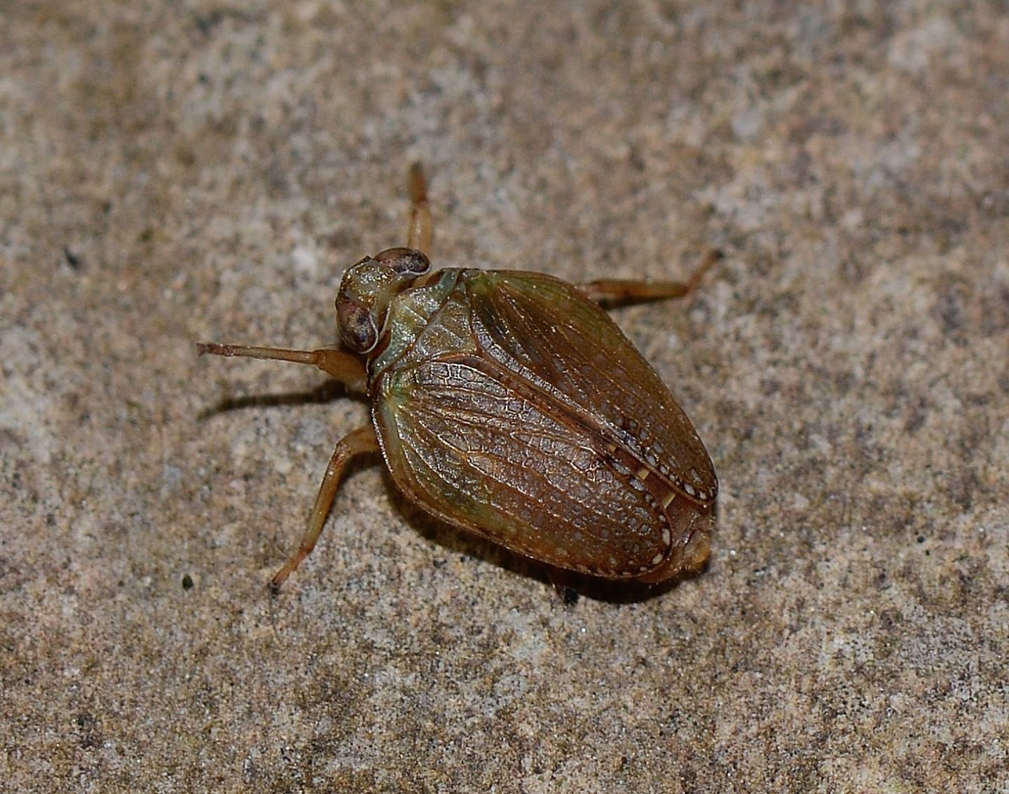 Issidae da id