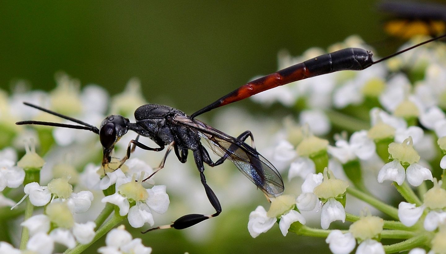 Gasteruptiidae: femmina di Gasteruption sp.