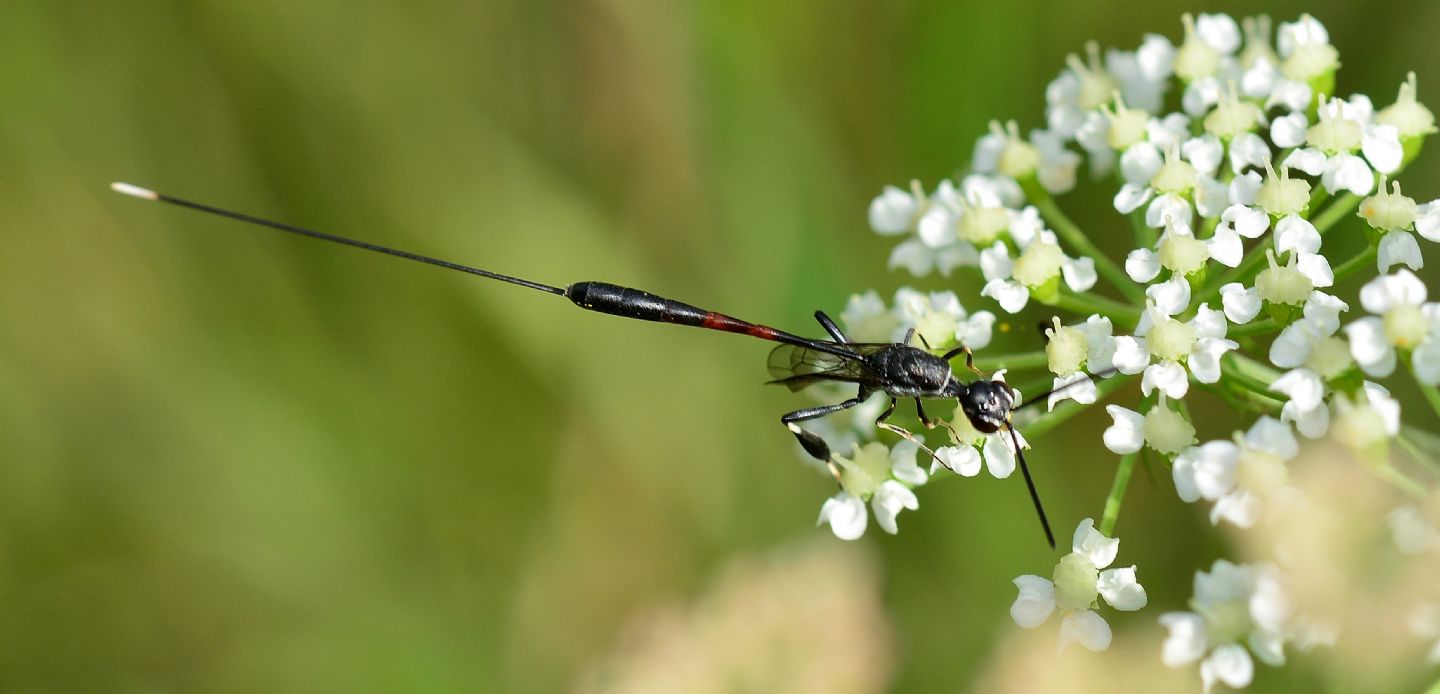Gasteruptiidae: femmina di Gasteruption sp.