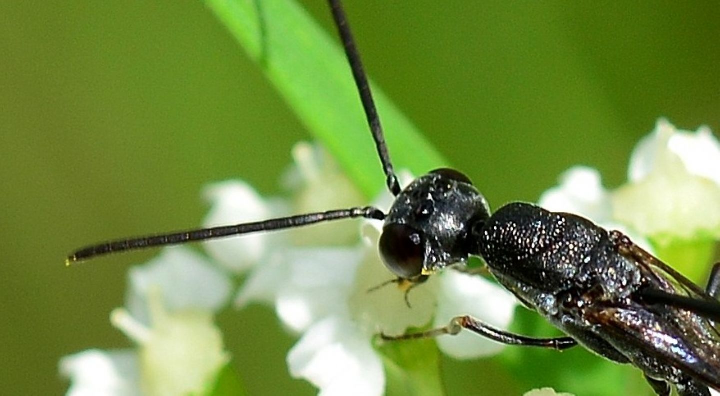 Gasteruptiidae: femmina di Gasteruption sp.