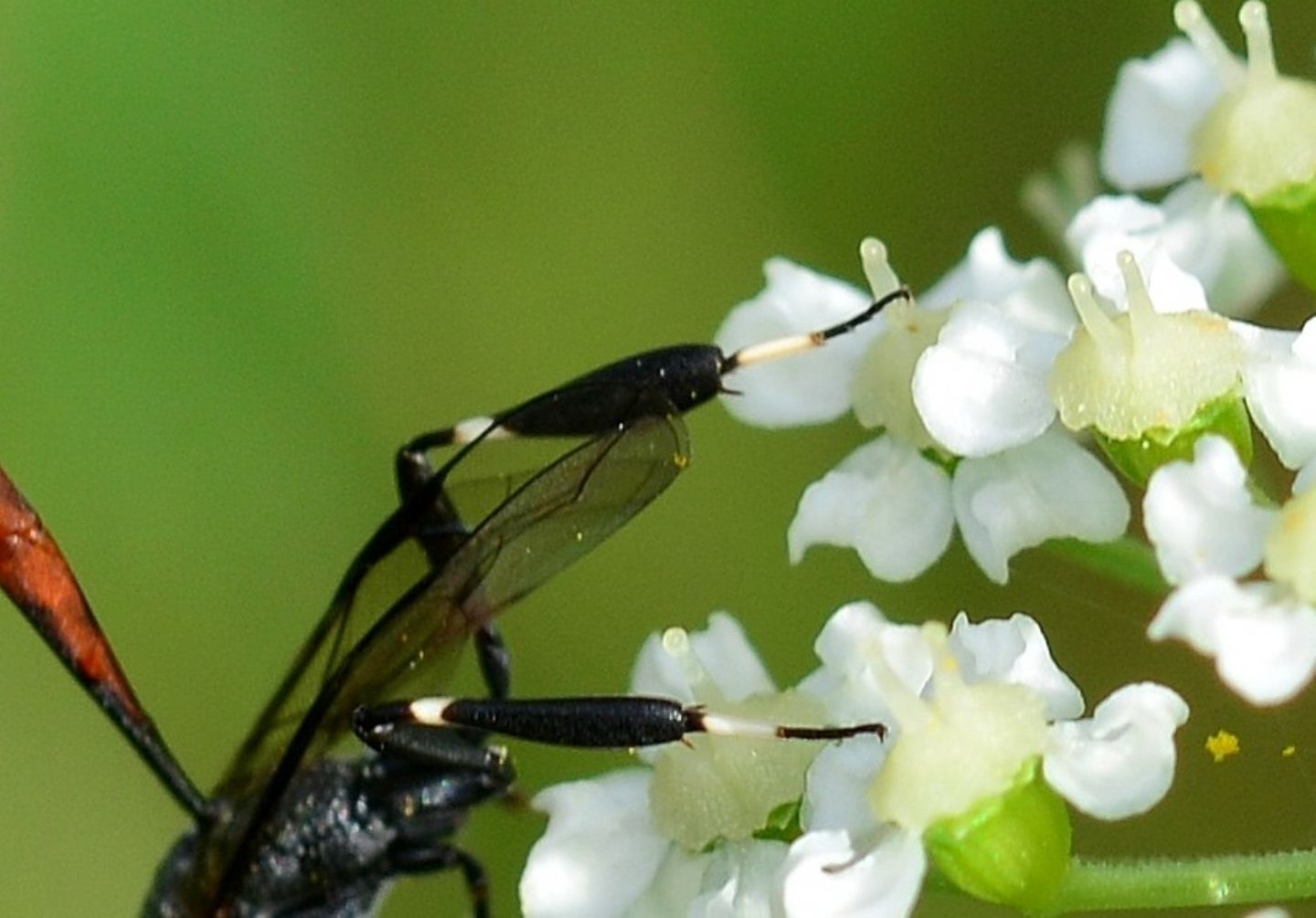 Gasteruptiidae: femmina di Gasteruption sp.