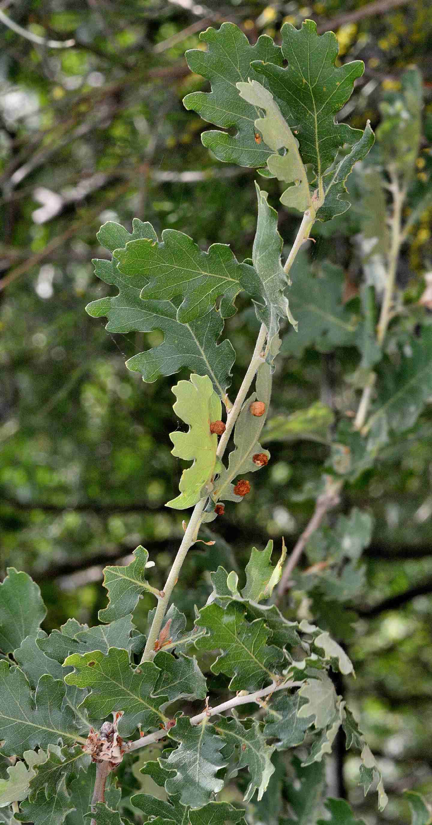 galle della quercia:  Neuroterus quercusbaccarum (Cynipidae)
