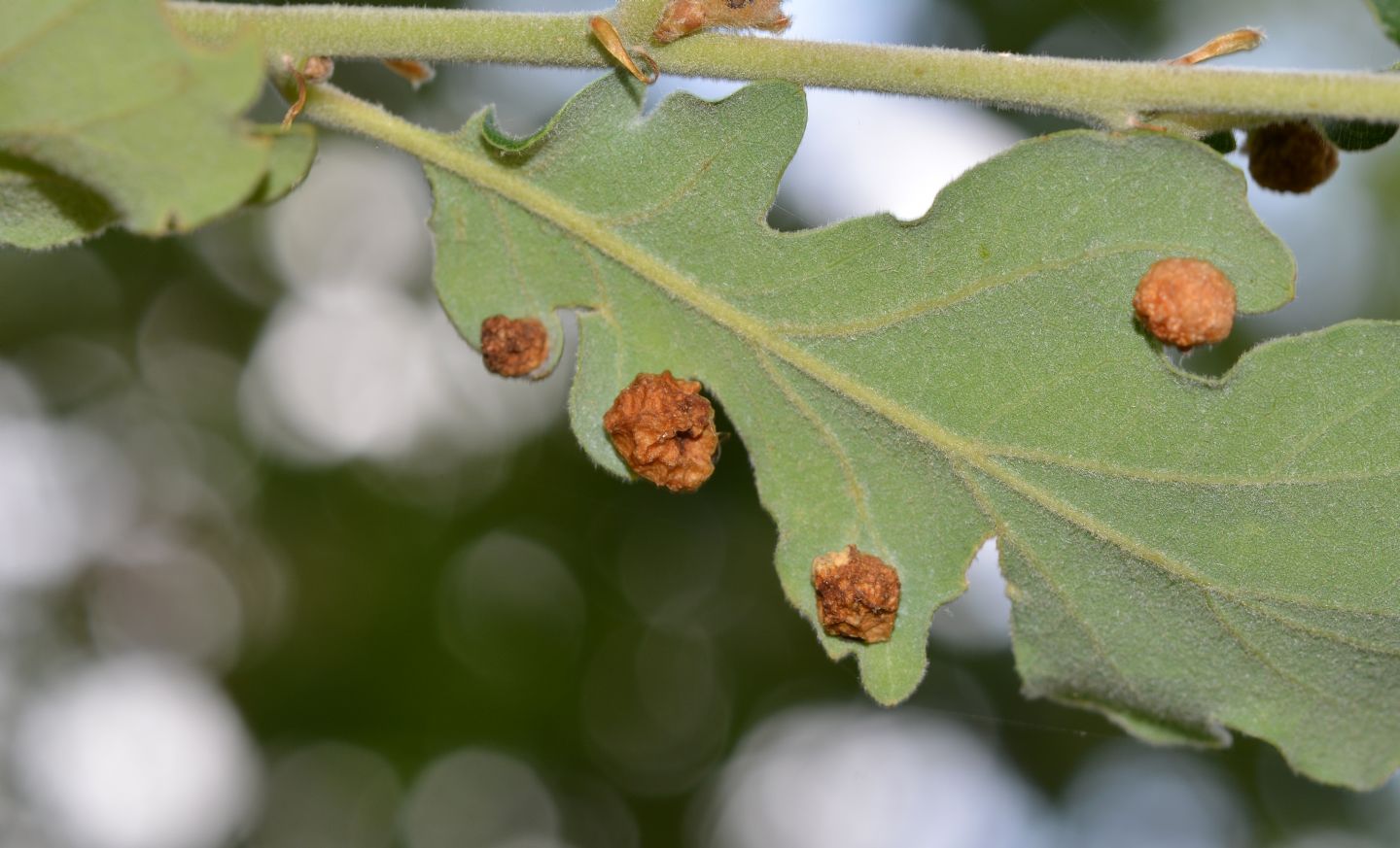 galle della quercia:  Neuroterus quercusbaccarum (Cynipidae)