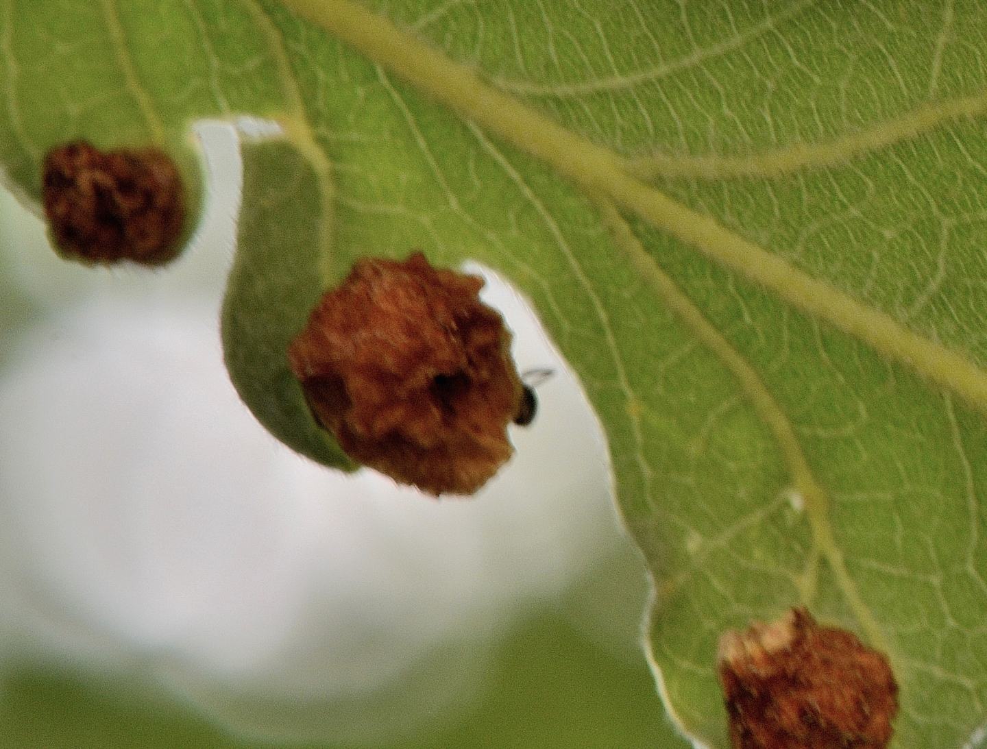 galle della quercia:  Neuroterus quercusbaccarum (Cynipidae)