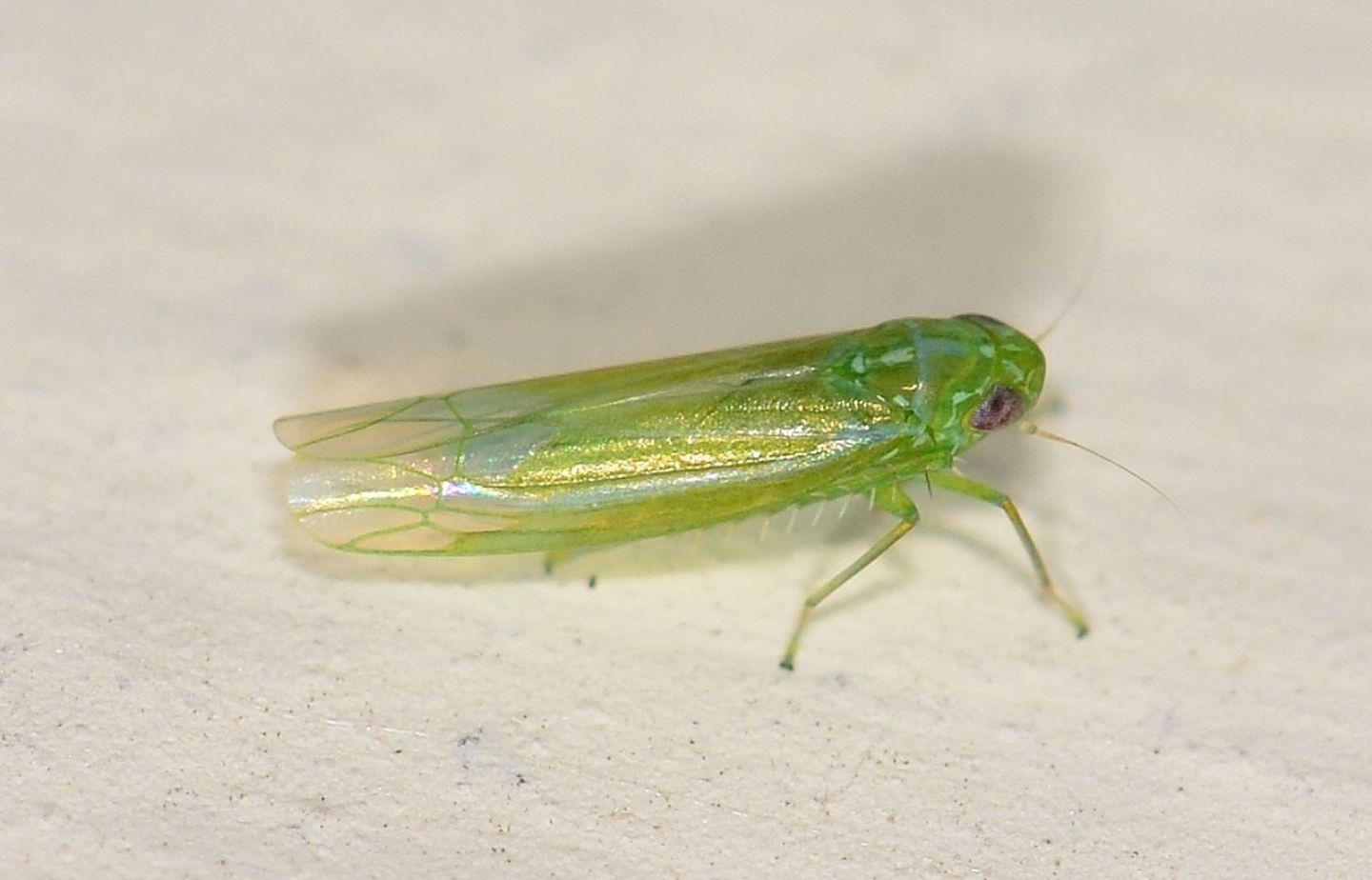 Cicadellidae:  Empoasca cfr. vitis