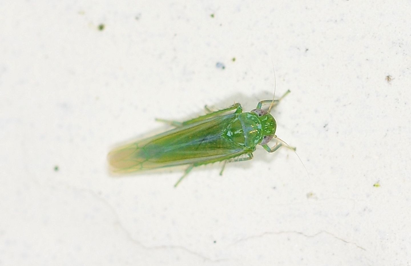 Cicadellidae:  Empoasca cfr. vitis