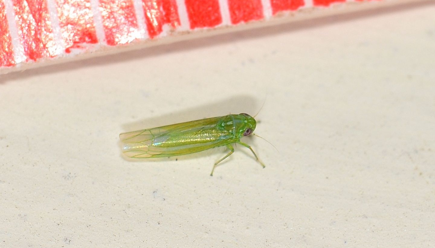 Cicadellidae:  Empoasca cfr. vitis