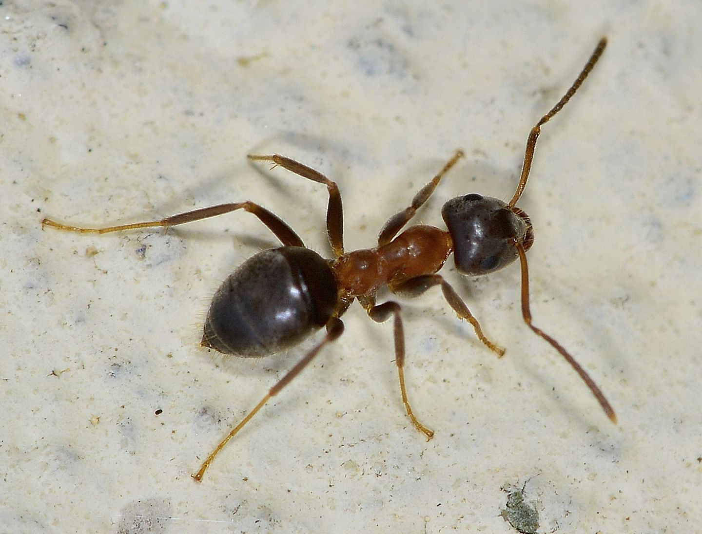 Formicidae: Lasius cfr. emarginatus