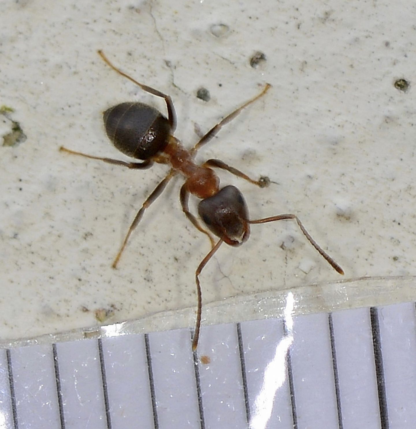Formicidae: Lasius cfr. emarginatus