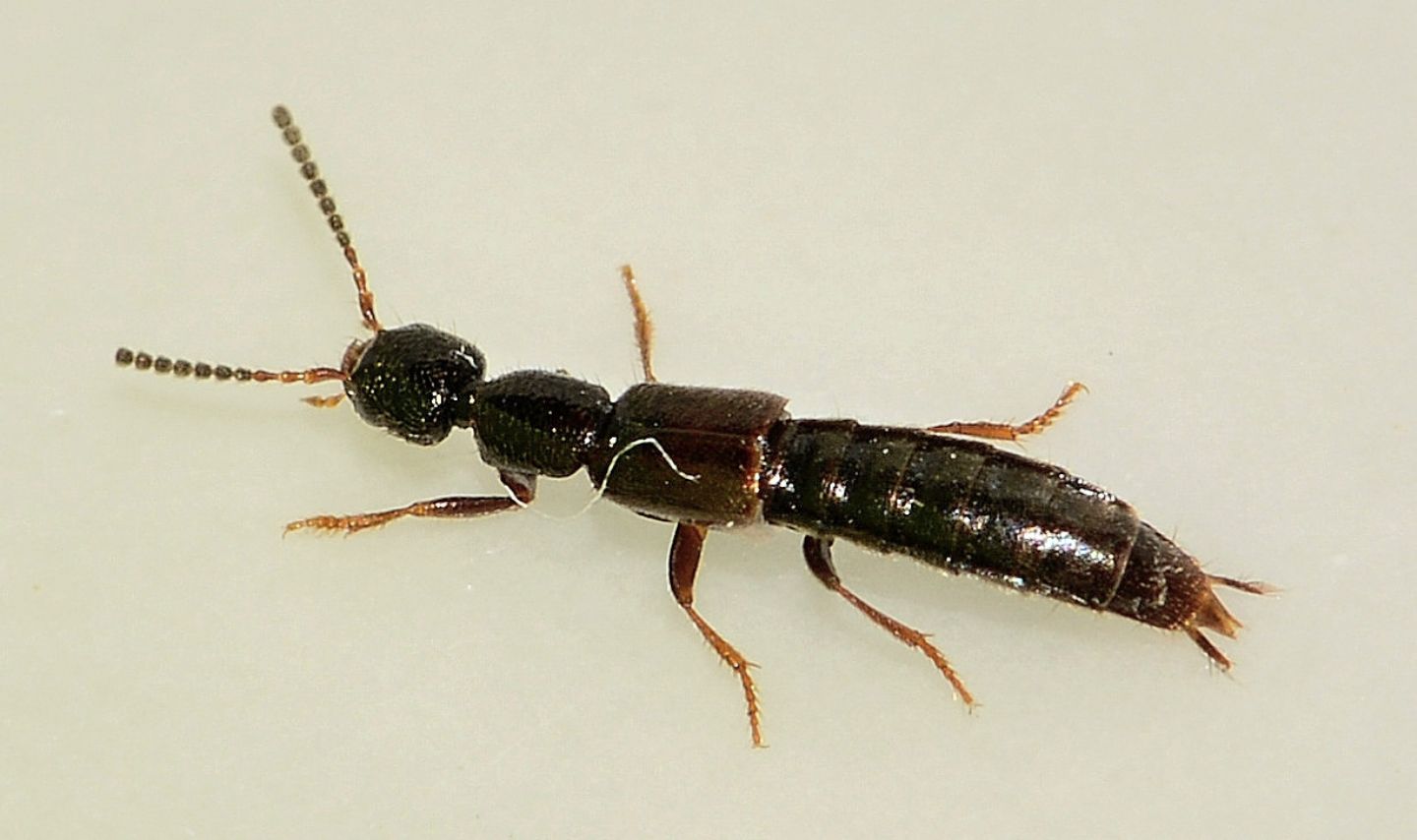 Staphylinidae Staphilininae Xantholinini