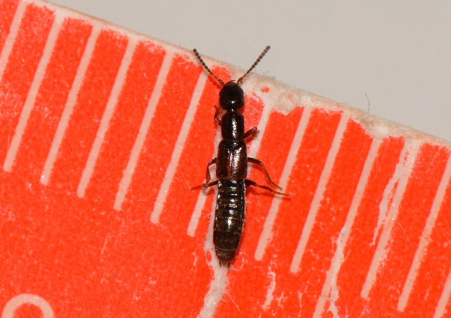 Staphylinidae Staphilininae Xantholinini