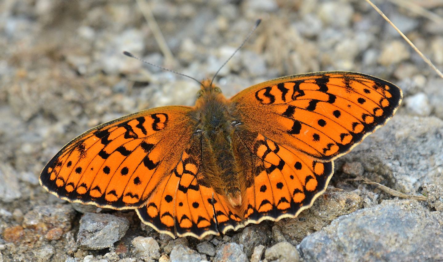 Nymphalidae da id - Argynnis (Fabriciana) niobe