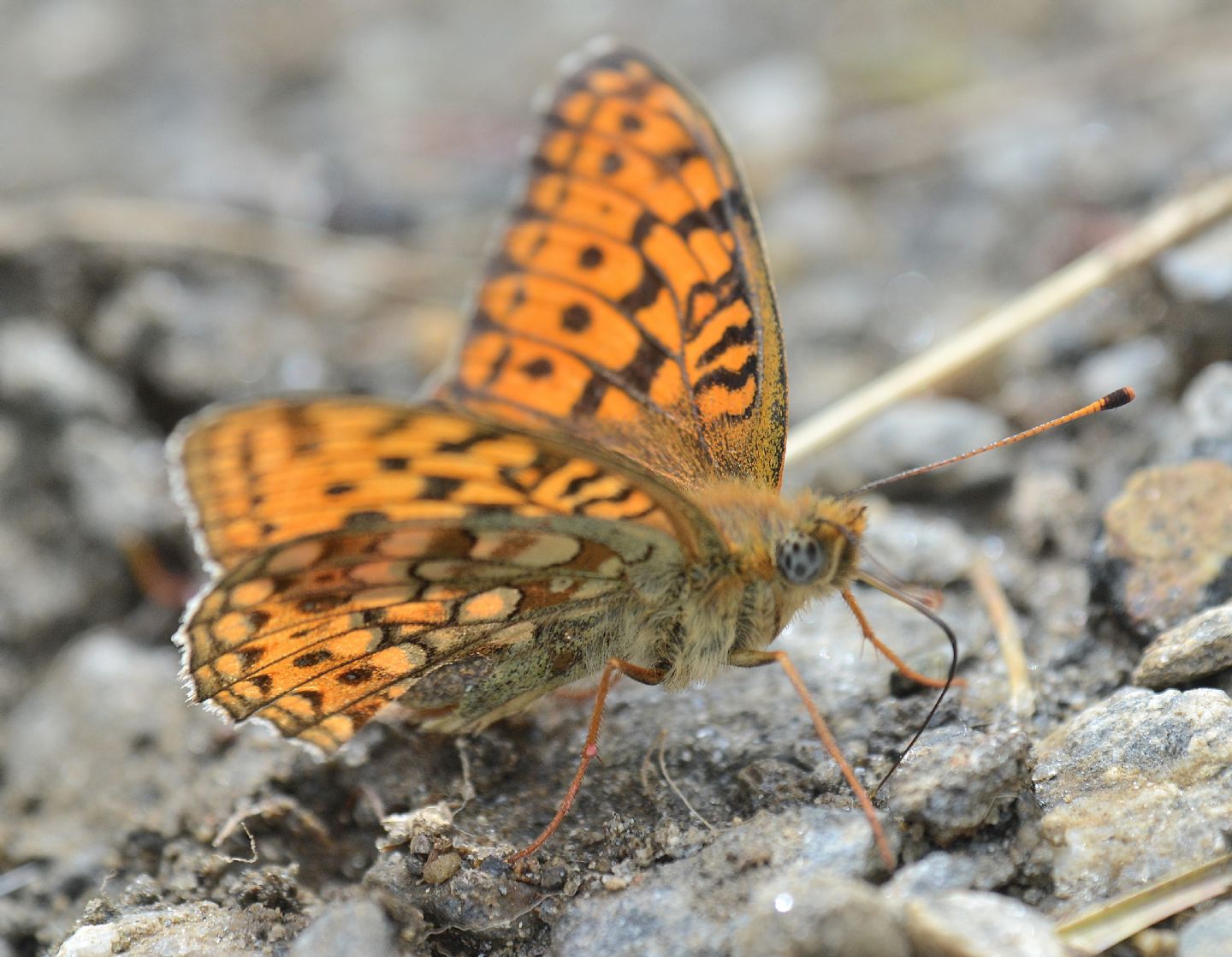 Nymphalidae da id - Argynnis (Fabriciana) niobe