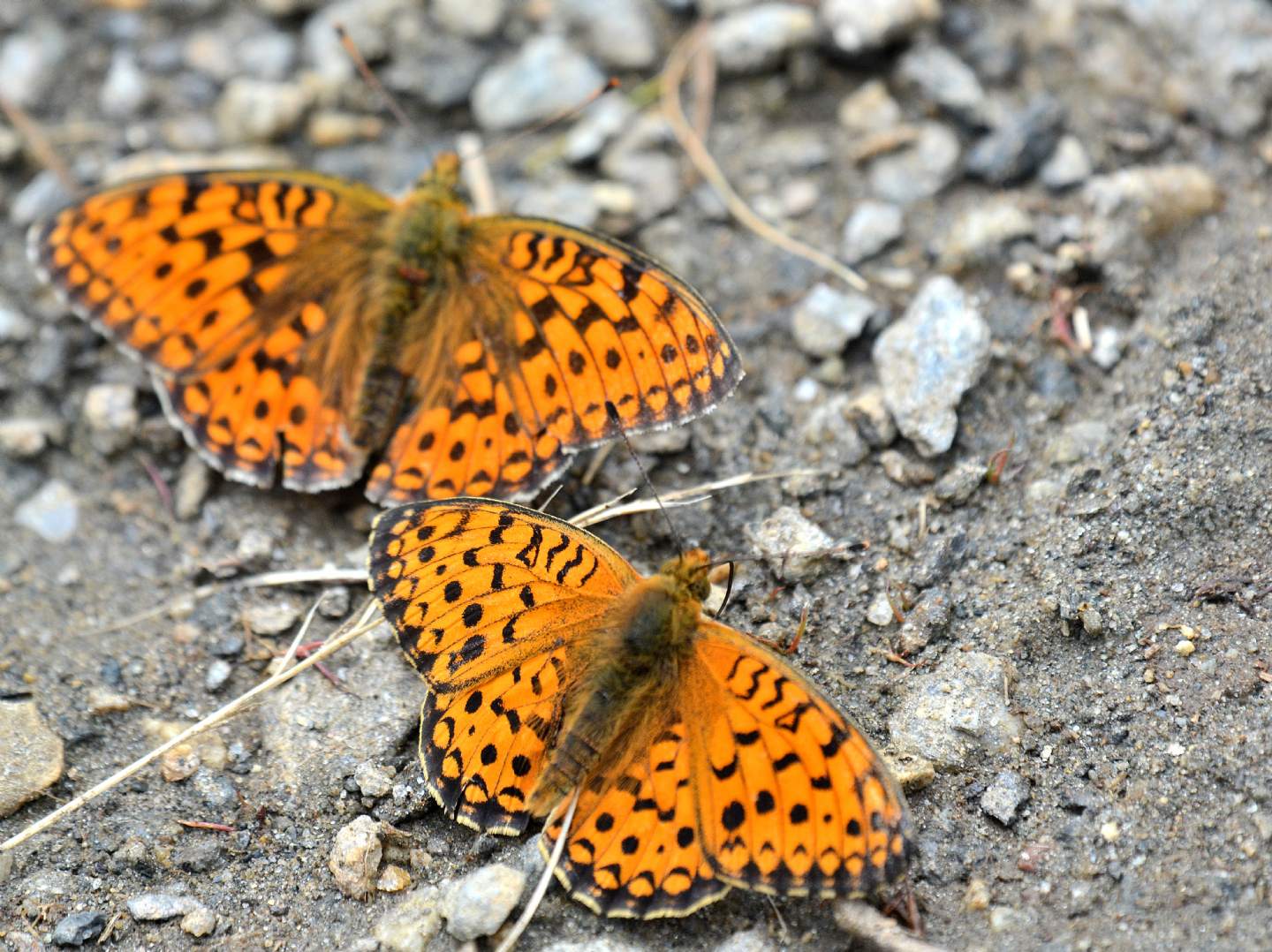 Nymphalidae da id - Argynnis (Fabriciana) niobe