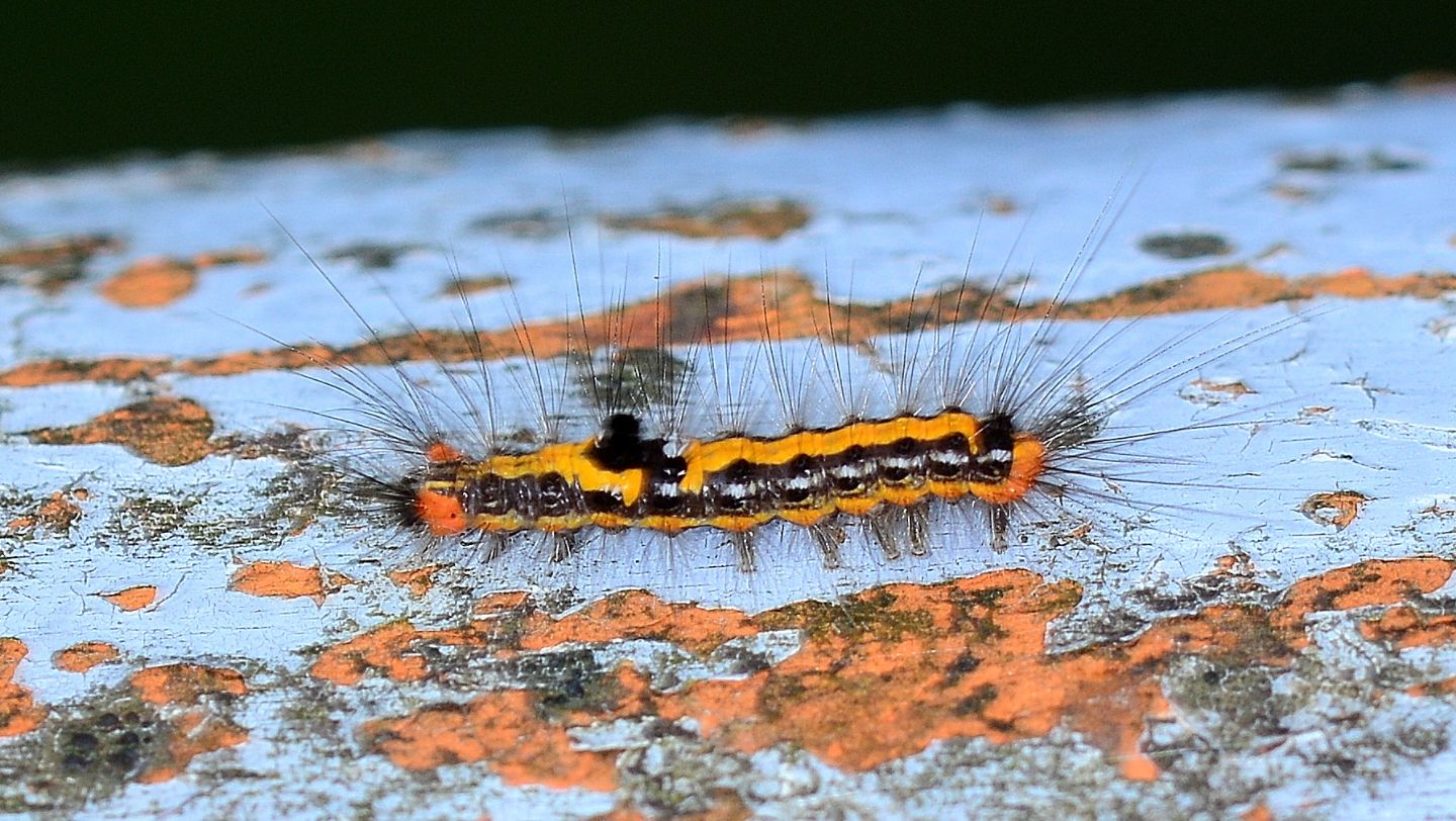 Larva nero-arancio - Euproctis (Sphrageidus) similis, Erebidae Lymantriinae