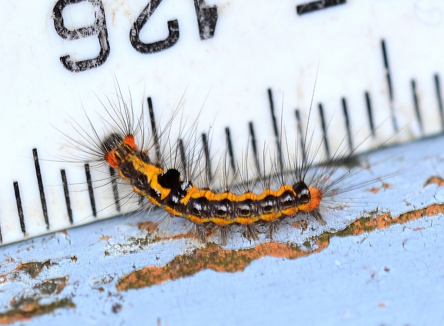 Larva nero-arancio - Euproctis (Sphrageidus) similis, Erebidae Lymantriinae