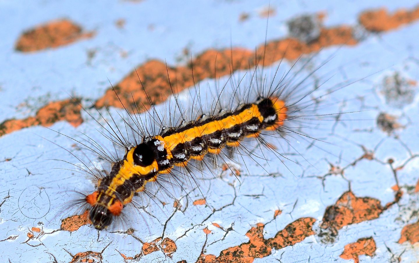 Larva nero-arancio - Euproctis (Sphrageidus) similis, Erebidae Lymantriinae