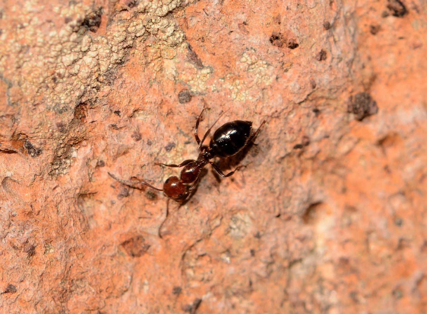 Camponotus lateralis (Formicidae)