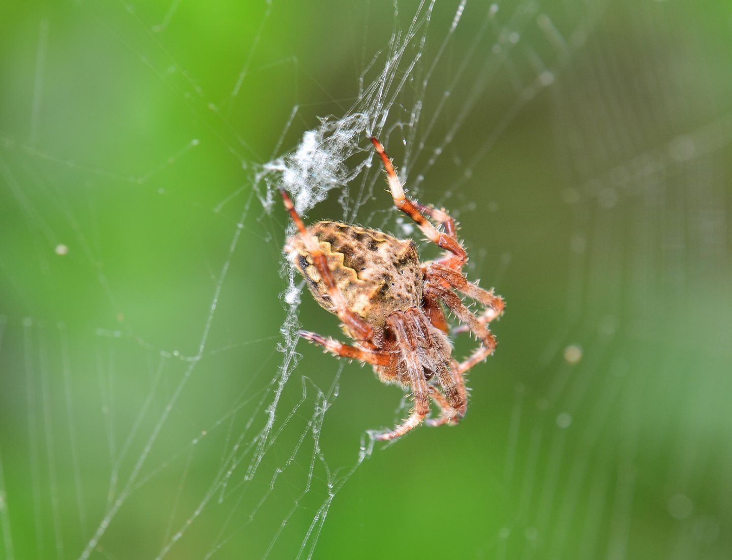 Araneus angulatus - laghetti Alimini (LE)