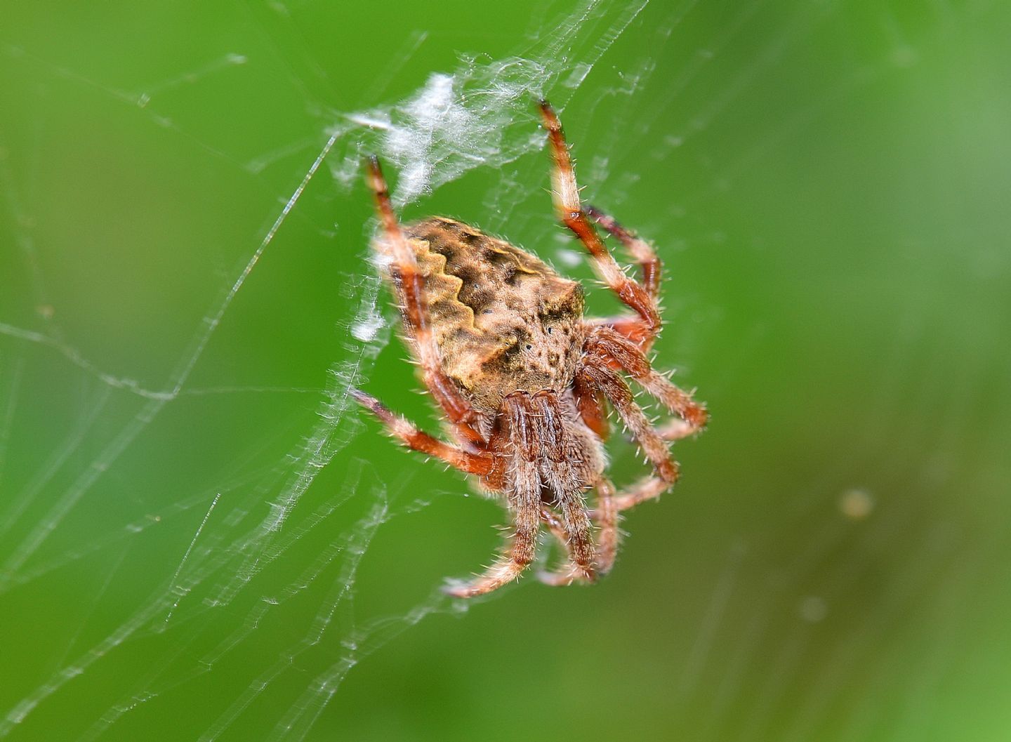 Araneus angulatus - laghetti Alimini (LE)