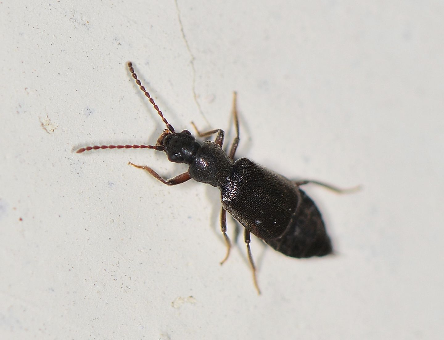 Staphylinidae piccolo e scuro:  Lesteva sp.