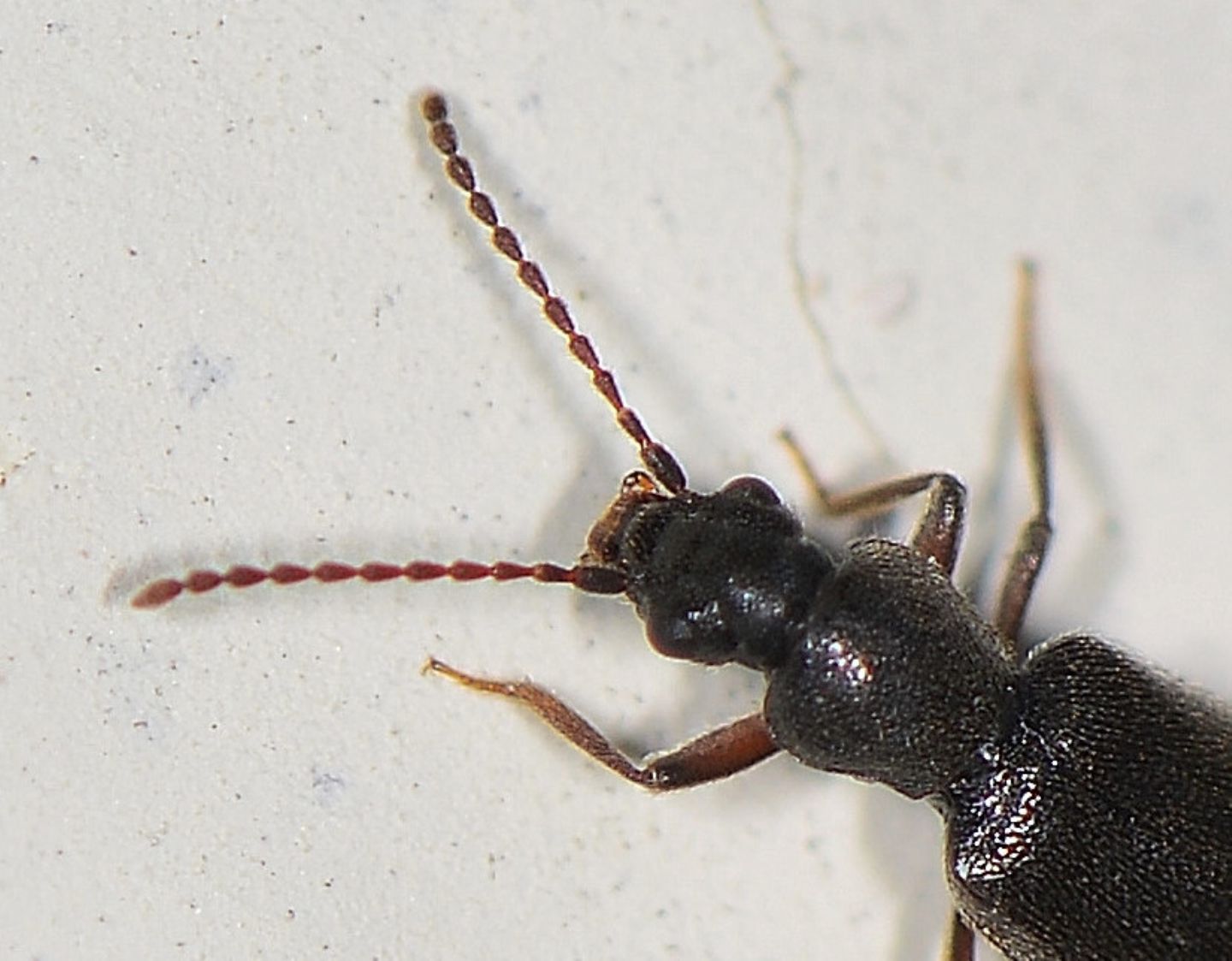 Staphylinidae piccolo e scuro:  Lesteva sp.