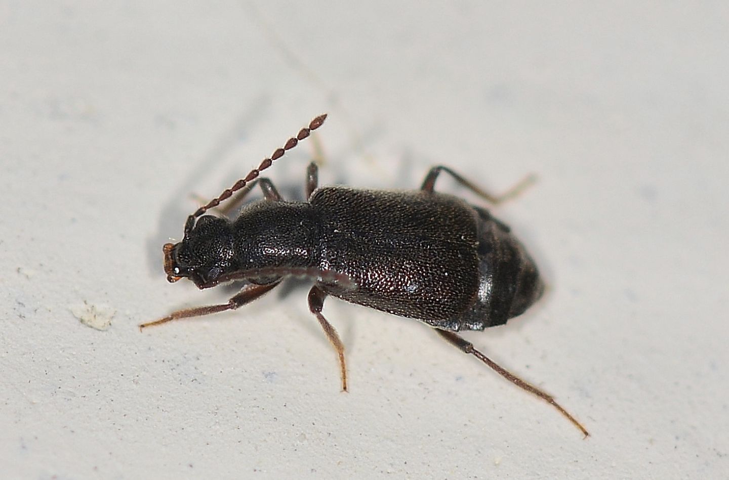 Staphylinidae piccolo e scuro:  Lesteva sp.