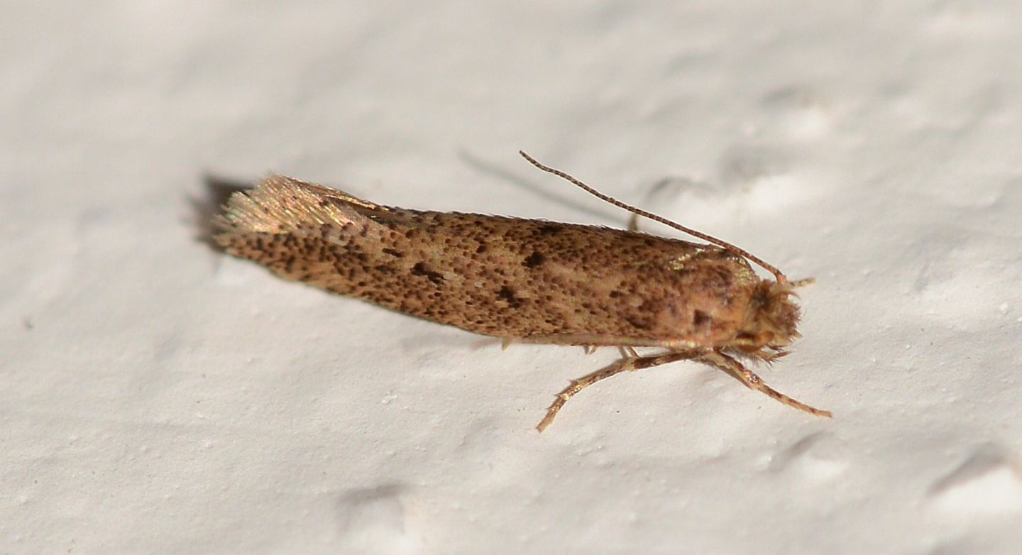 Micro da Capraia