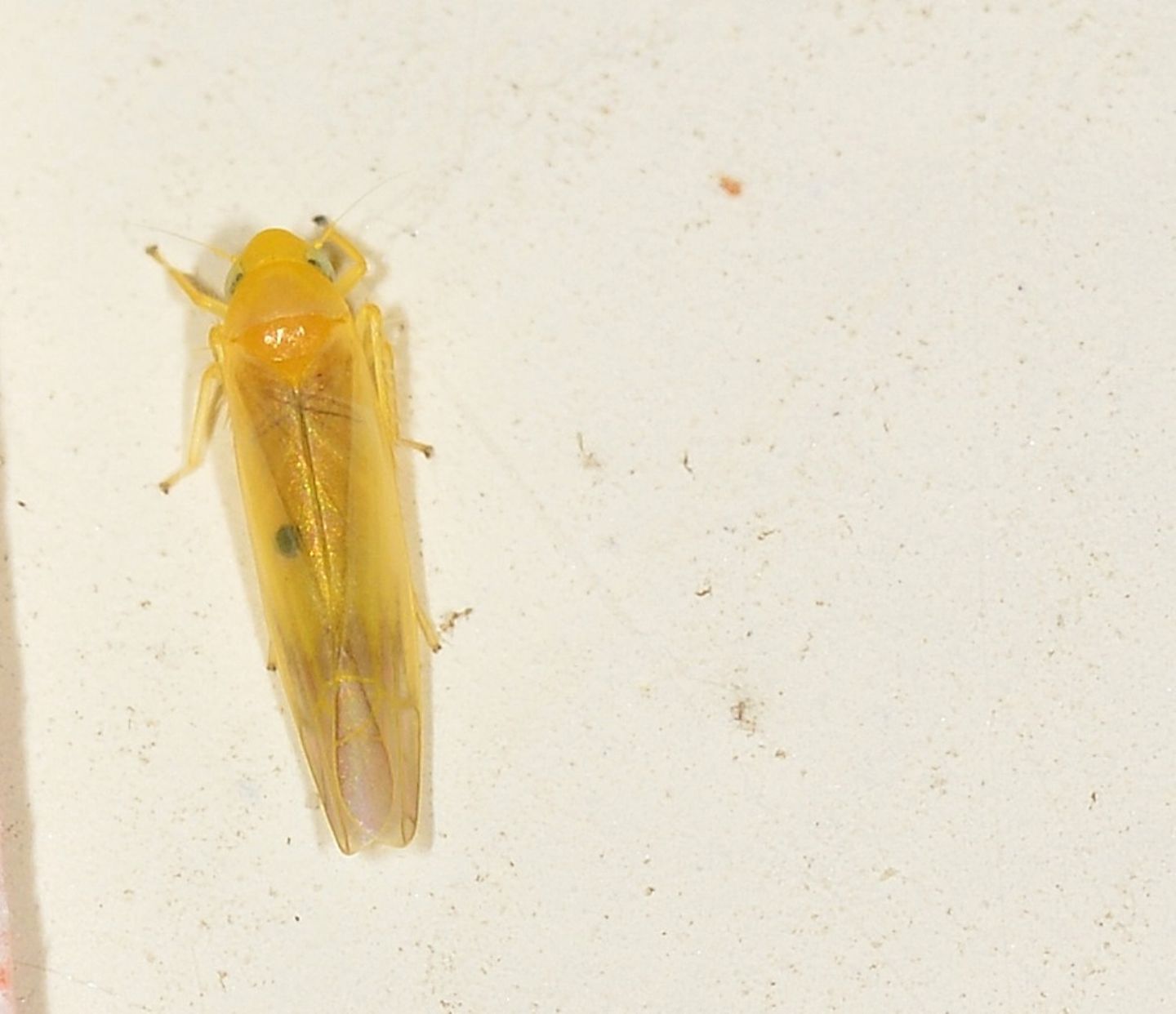 Cicadella gialla: Fagocyba cruenta f. inquinata (Cicadellidae)