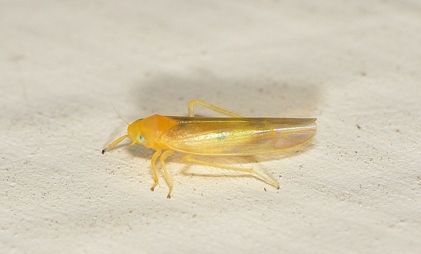 Cicadella gialla: Fagocyba cruenta f. inquinata (Cicadellidae)