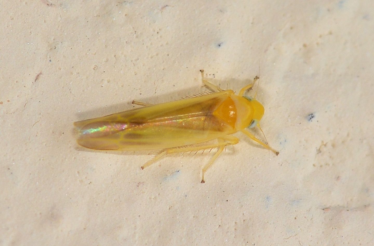 Cicadella gialla: Fagocyba cruenta f. inquinata (Cicadellidae)