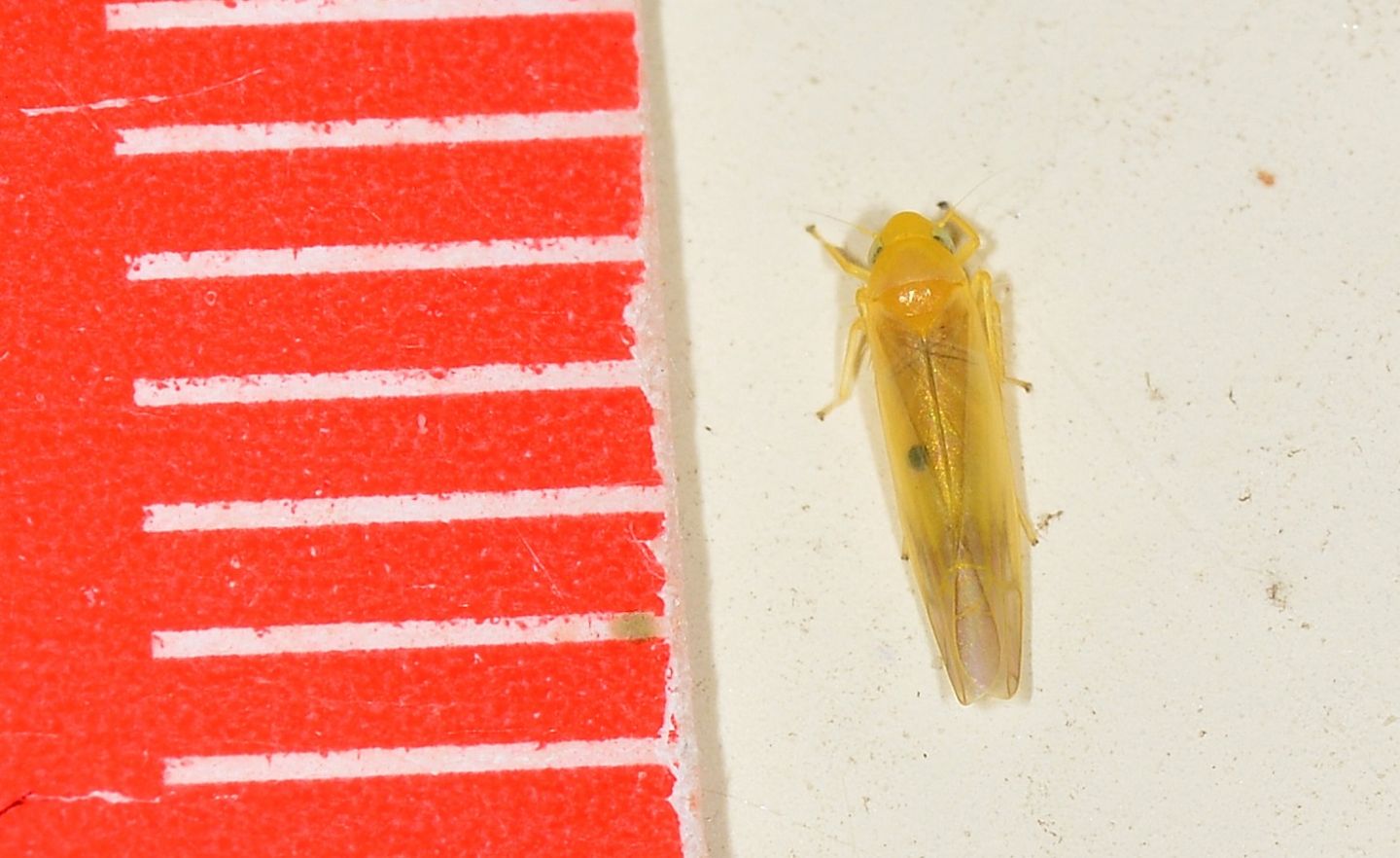 Cicadella gialla: Fagocyba cruenta f. inquinata (Cicadellidae)