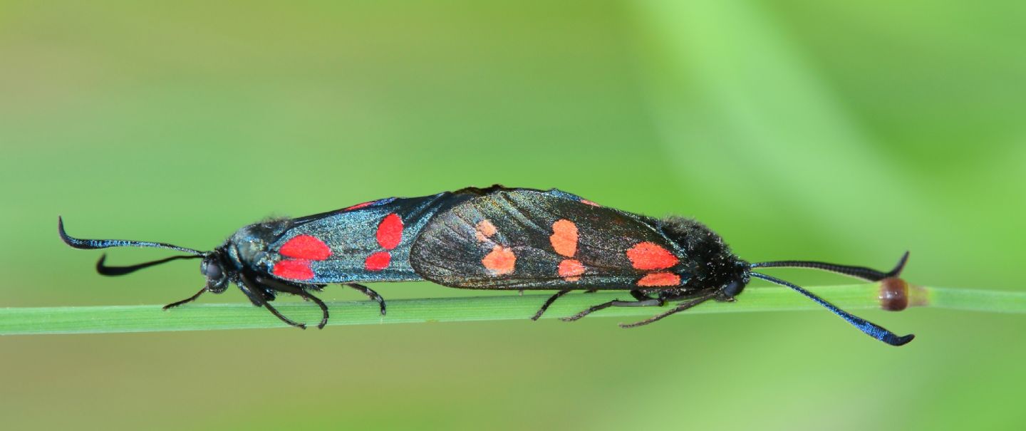 Zygaenidae da id - Zygaena (Zygaena) filipendulae