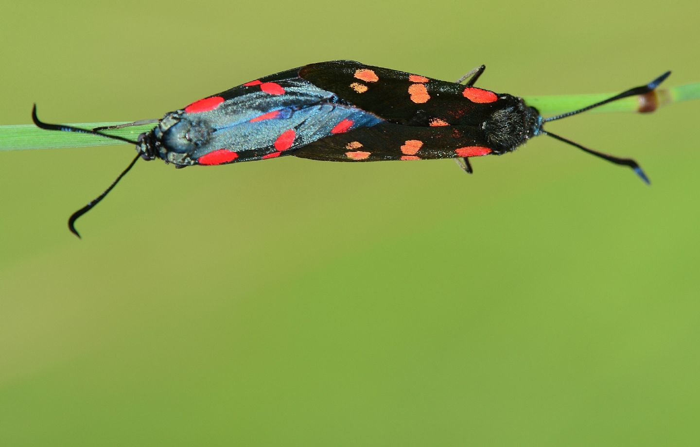 Zygaenidae da id - Zygaena (Zygaena) filipendulae