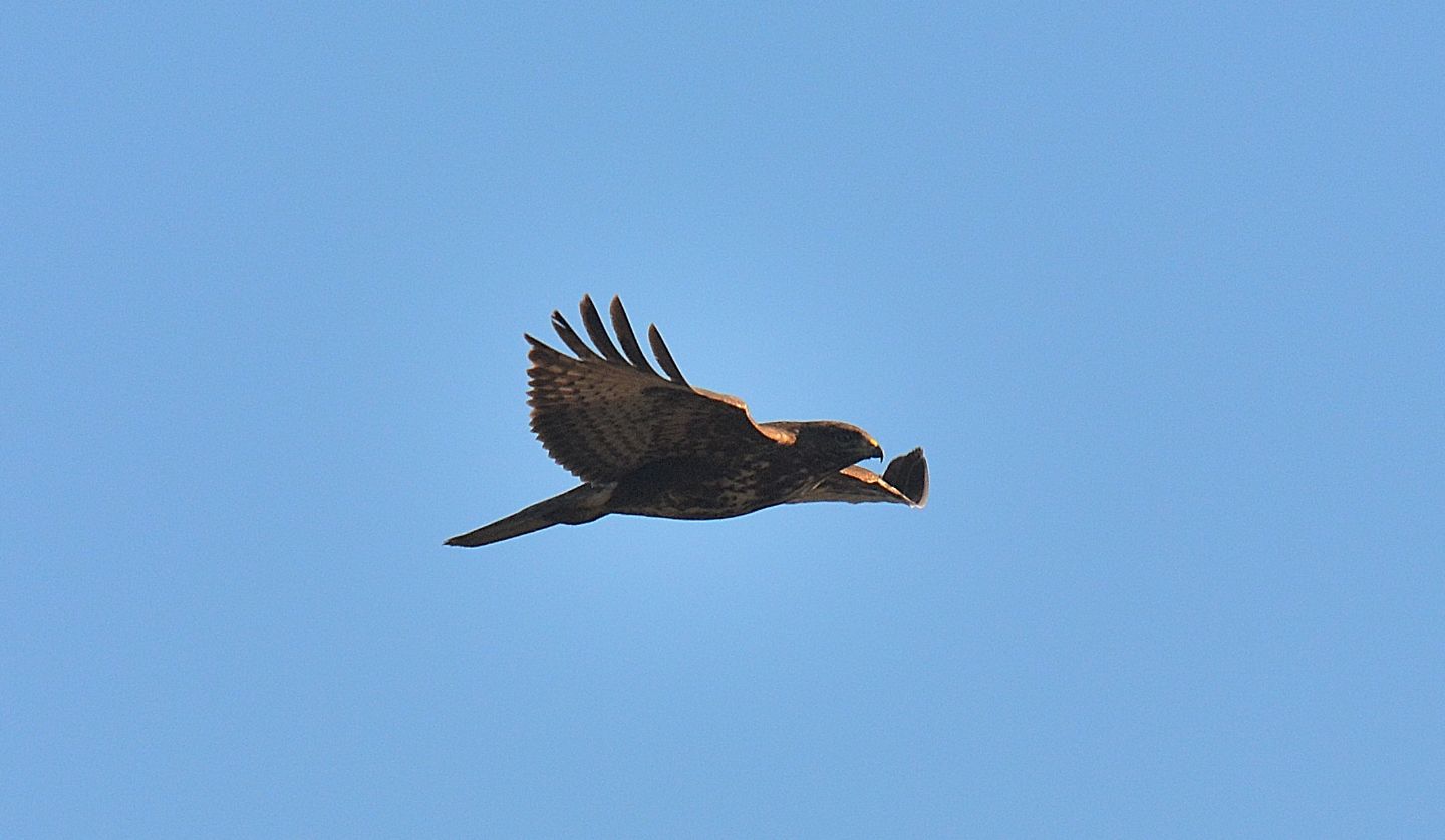 Poiana (Buteo buteo)